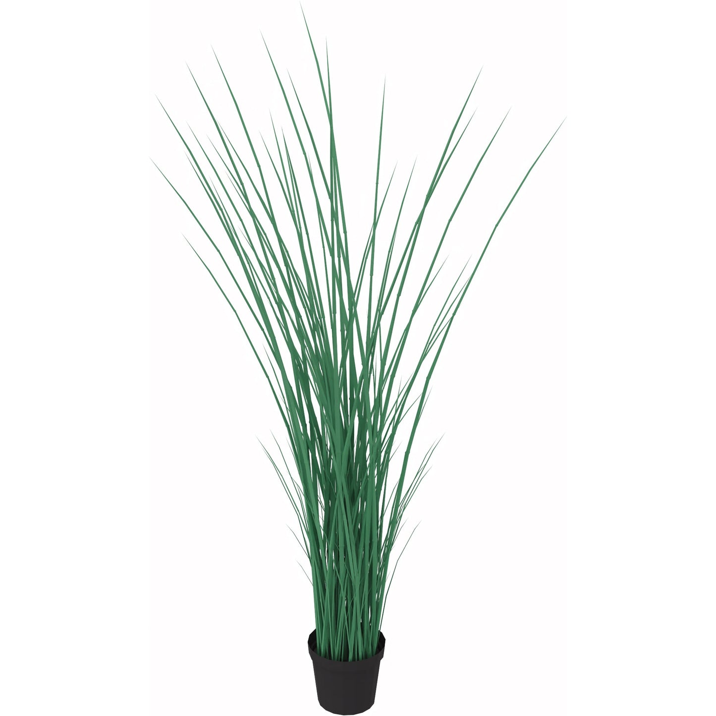 Zimmerpflanze Seegras 95cm grün