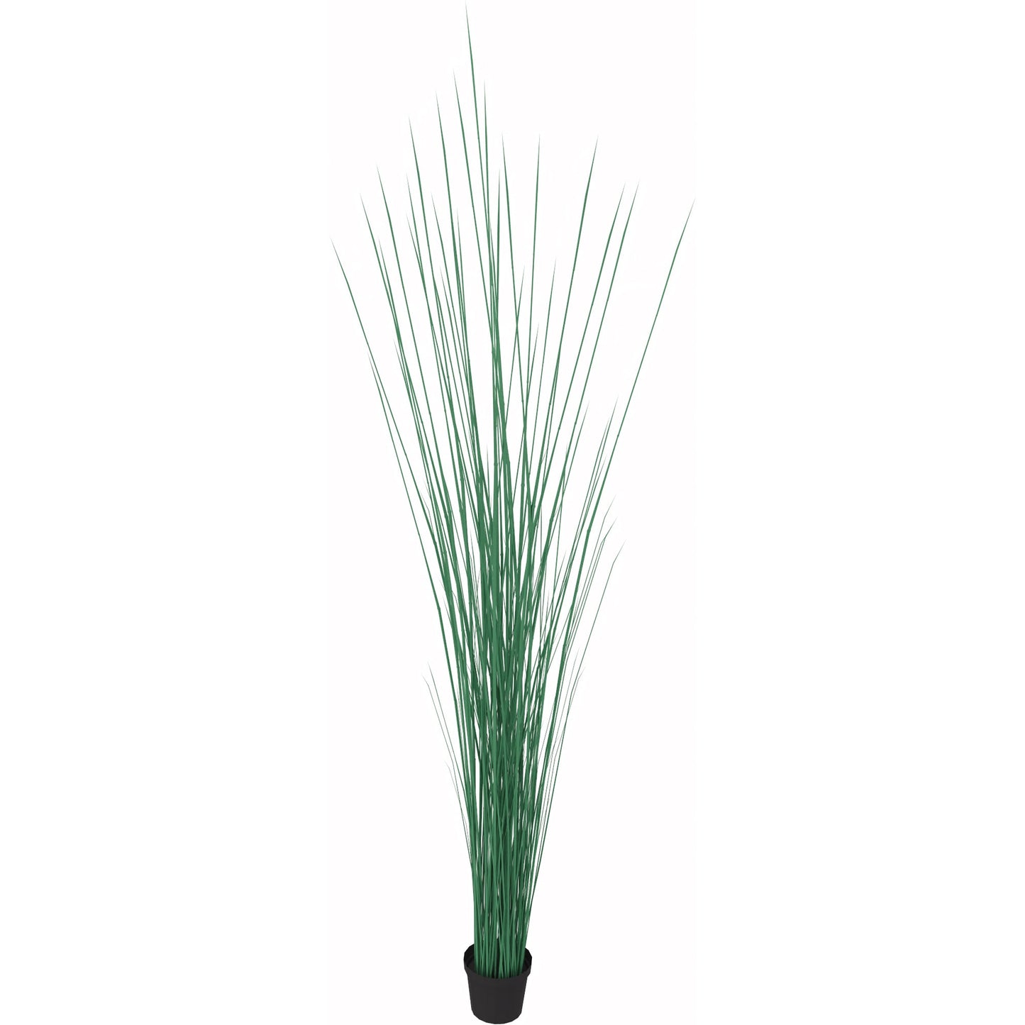 Zimmerpflanze Seegras 155cm grün