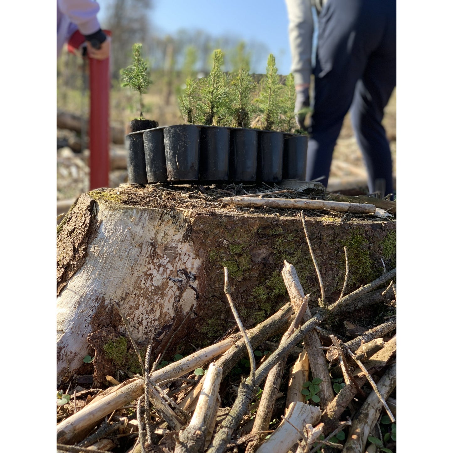 Spendenbaum Setzling 40-120cm Inkl. Baum-Urkunde sowie Pflanz-Koordinaten als pdf