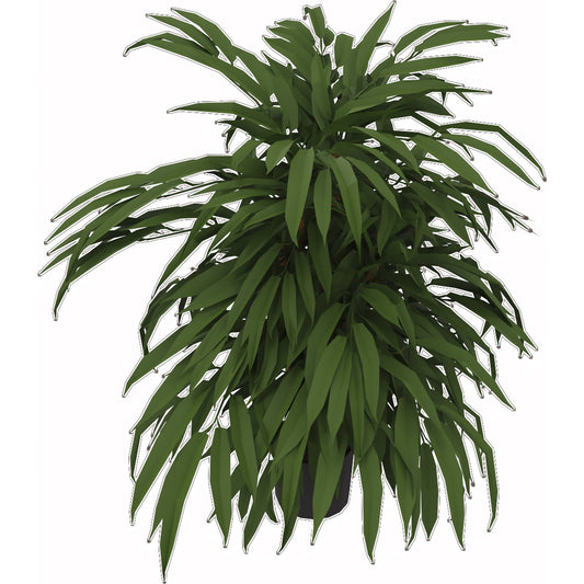 Zimmerpflanze Ficus 80cm grün