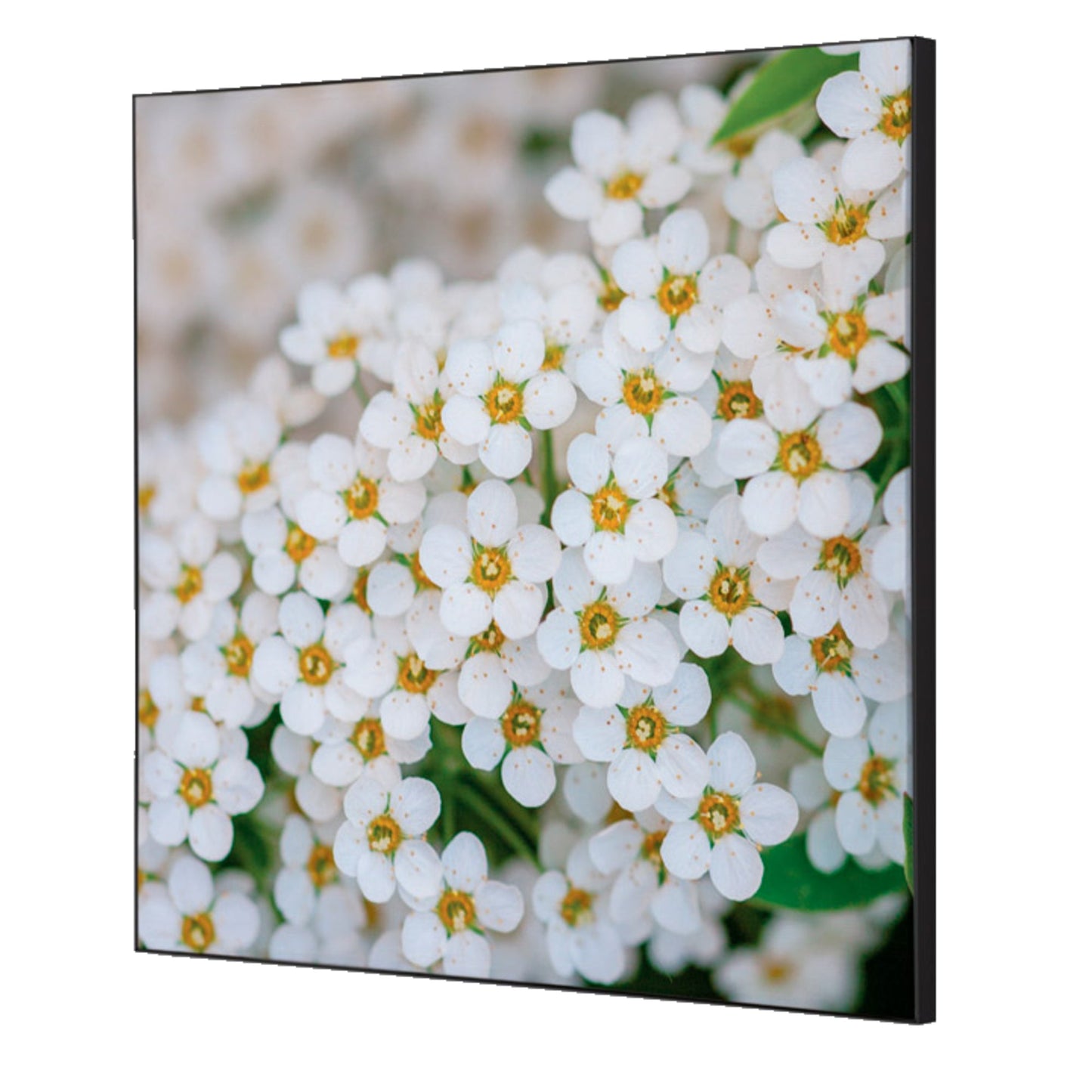 Showdown® Displays Dekobild Weiße Blume Spirea 40 x 40 cm (B x H) Holz