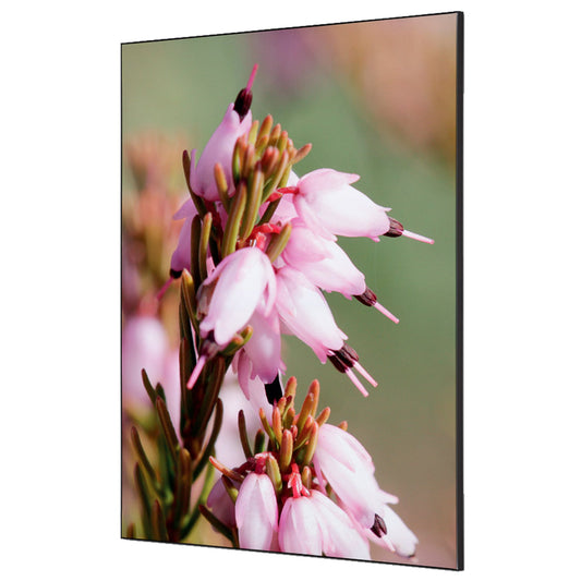 Showdown® Displays Dekobild Pinke Blume Erica 84,1 x 59,4 cm (B x H) Holz