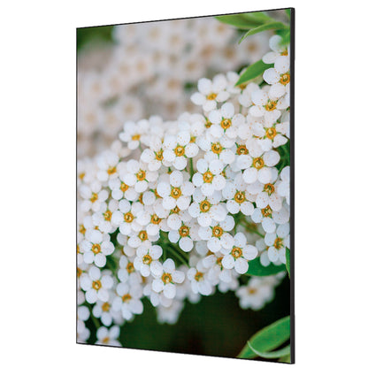 Showdown® Displays Dekobild Weiße Blume Spirea 84,1 x 59,4 cm (B x H) Holz