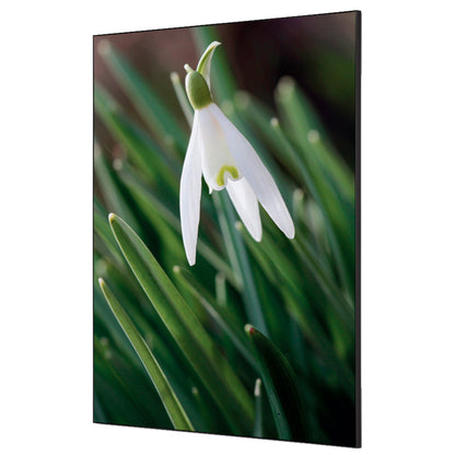 Showdown® Displays Dekobild Weiße Blume Schneeglöckchen 84,1 x 59,4 cm (B x H) Holz