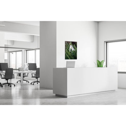 Showdown® Displays Dekobild Weiße Blume Schneeglöckchen 84,1 x 59,4 cm (B x H) Holz