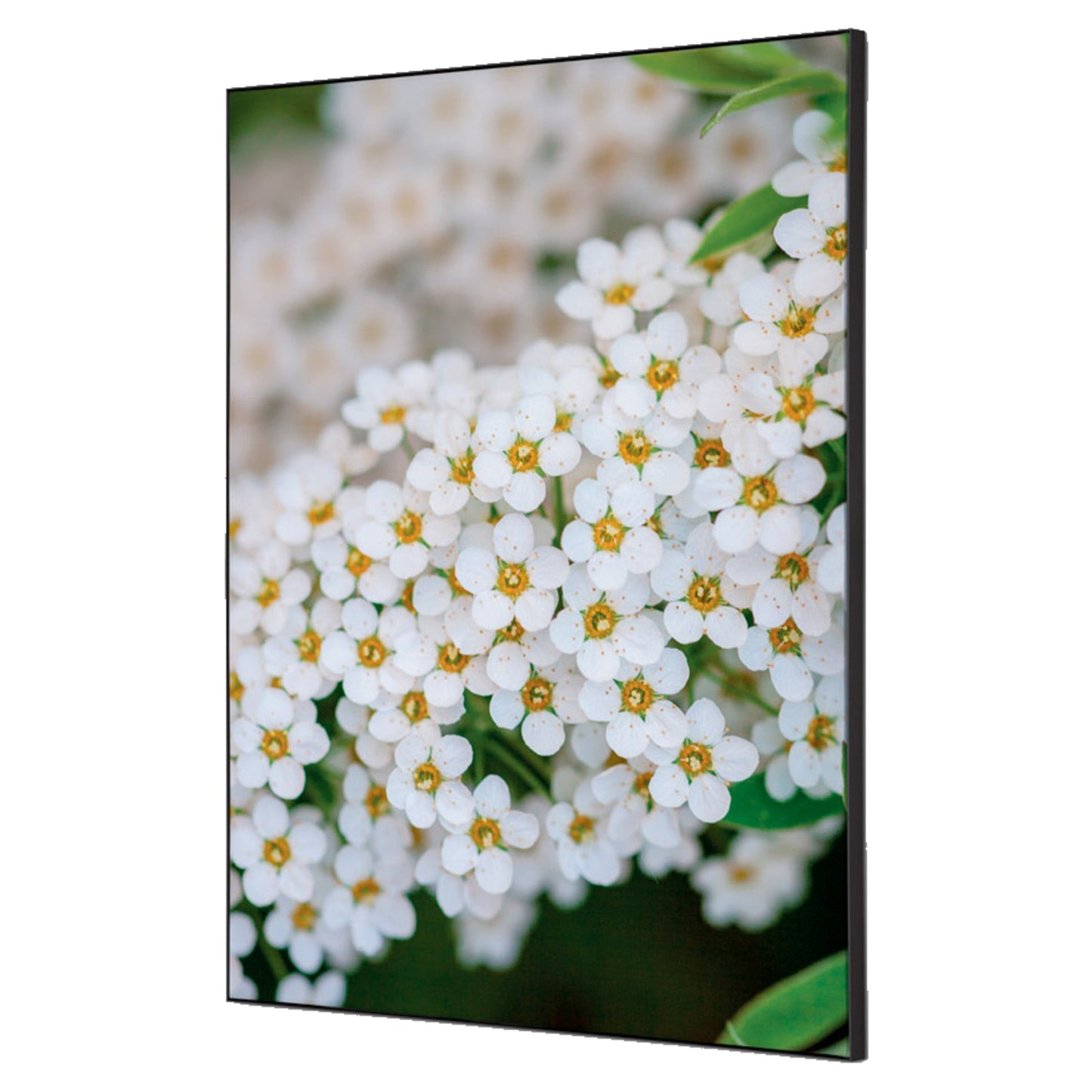 Showdown® Displays Dekobild Weiße Blume Spirea 42 x 59,4 cm (B x H) Holz